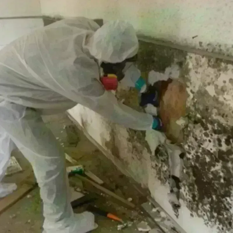 Mold Remediation and Removal in White Settlement, TX